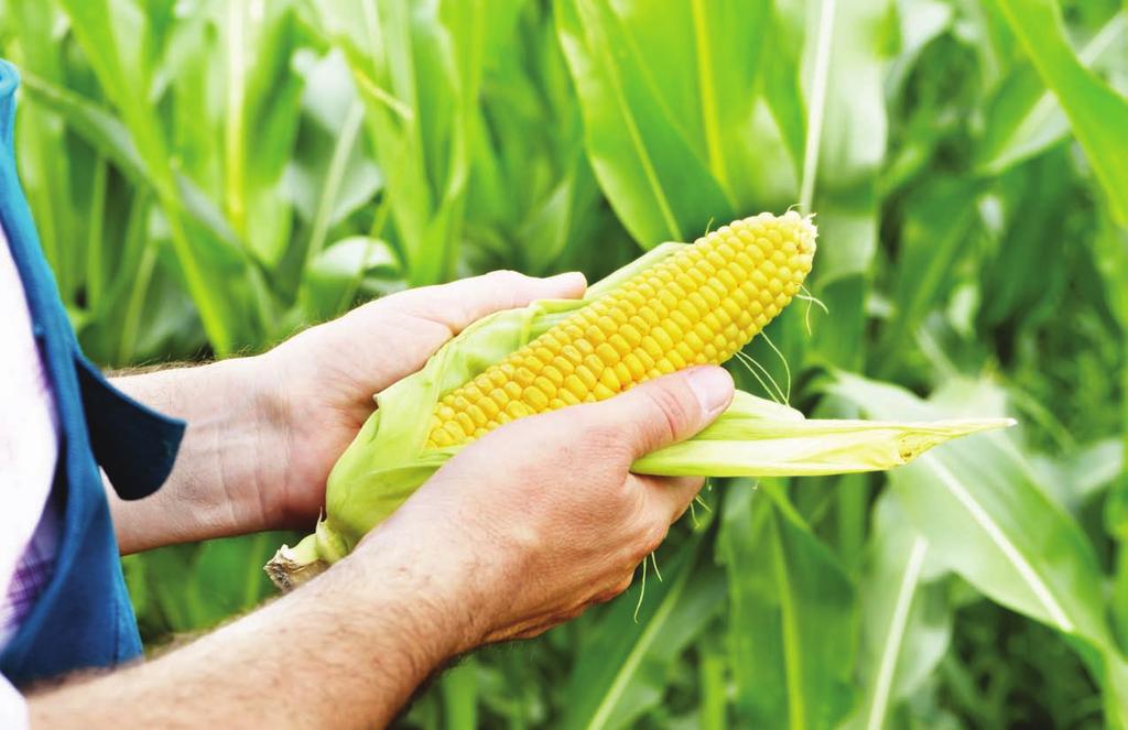 2 One of the primary requirements in commercializing a genetically modified (GM) crop is