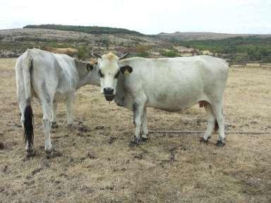 cattle with a range of breeds: the local Gray cattle; Sofia brown