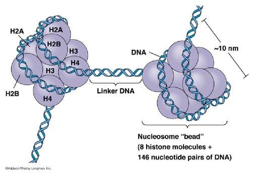 Cell-free DNA consists of ~150 &