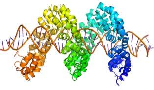 recognize and cut a specific DNA sequence