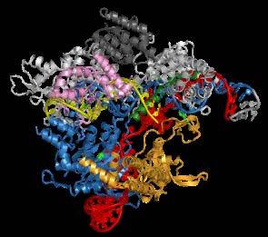 Nucleases (TALENs) CRISPR/Cas9 and