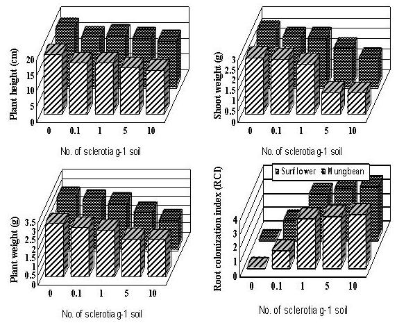 178 FOUZIA YAQUB & SALEEM SHAHZAD Fig. 3. Effect of different population levels of Sclerotium rolfsii on plant growth and root colonization of mungbean and sunflower.