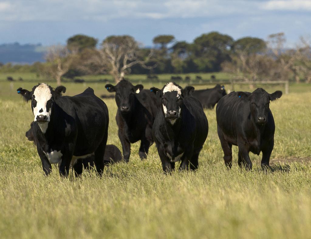 Investment objective areas and activities The National Livestock Genetics Consortium will drive progress to a more enhanced and integrated genetics and genomics RD&A strategy.
