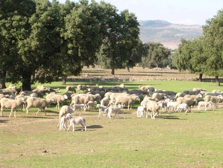 Livestock systems: Sheep herds Breeds: Merino Entrefina