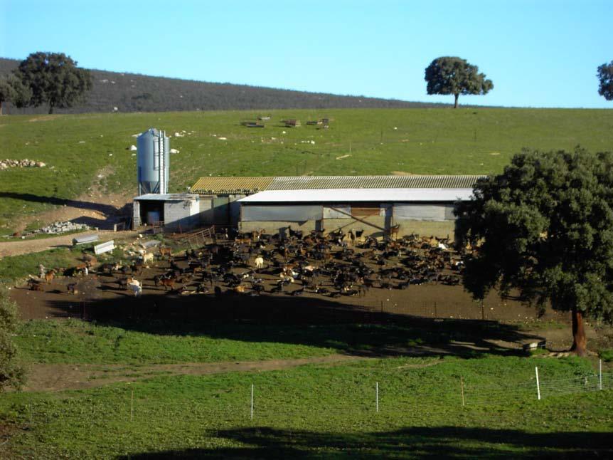 herds Breeding: Spring Milk