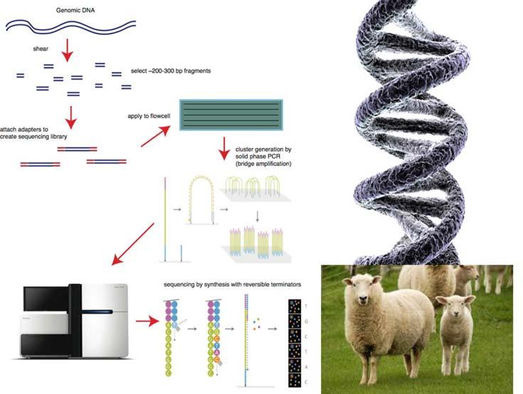 BLG Sheep Genomic Pipeline 1. HD Genotype key Sires with good phenotypes 2. Impute to Sequence 3.