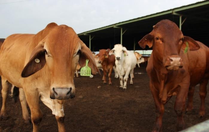 Case study: Trade reform a priority for ongoing competitiveness of the Australian red meat industry The Australian red meat and livestock industry is heavily trade dependent.