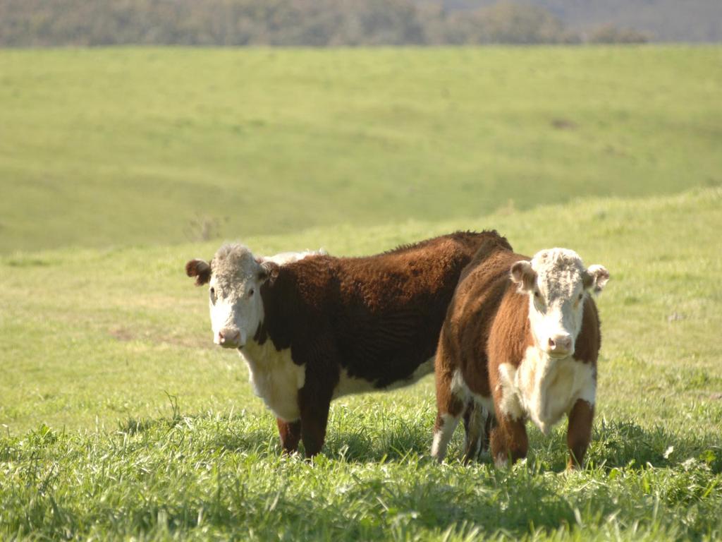 1. Beef cattle industry EY 28 Image source:
