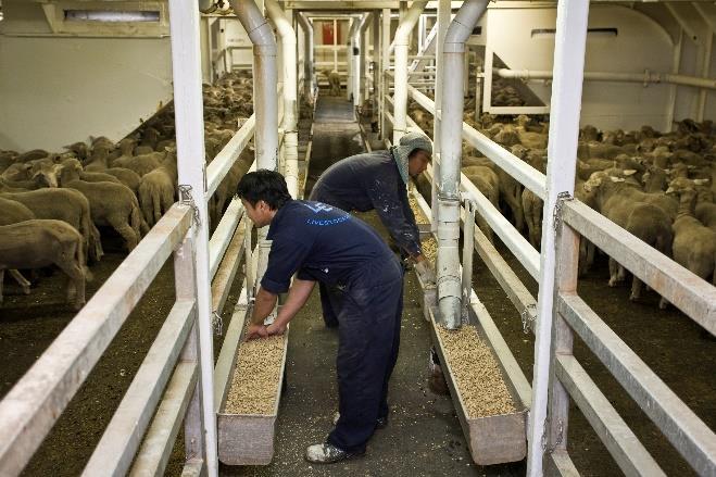 Case study: Animal welfare in the live trade The Australian livestock export trade is recognised as a world leader in animal welfare, with ongoing supply chain investment ensuring welfare outcomes