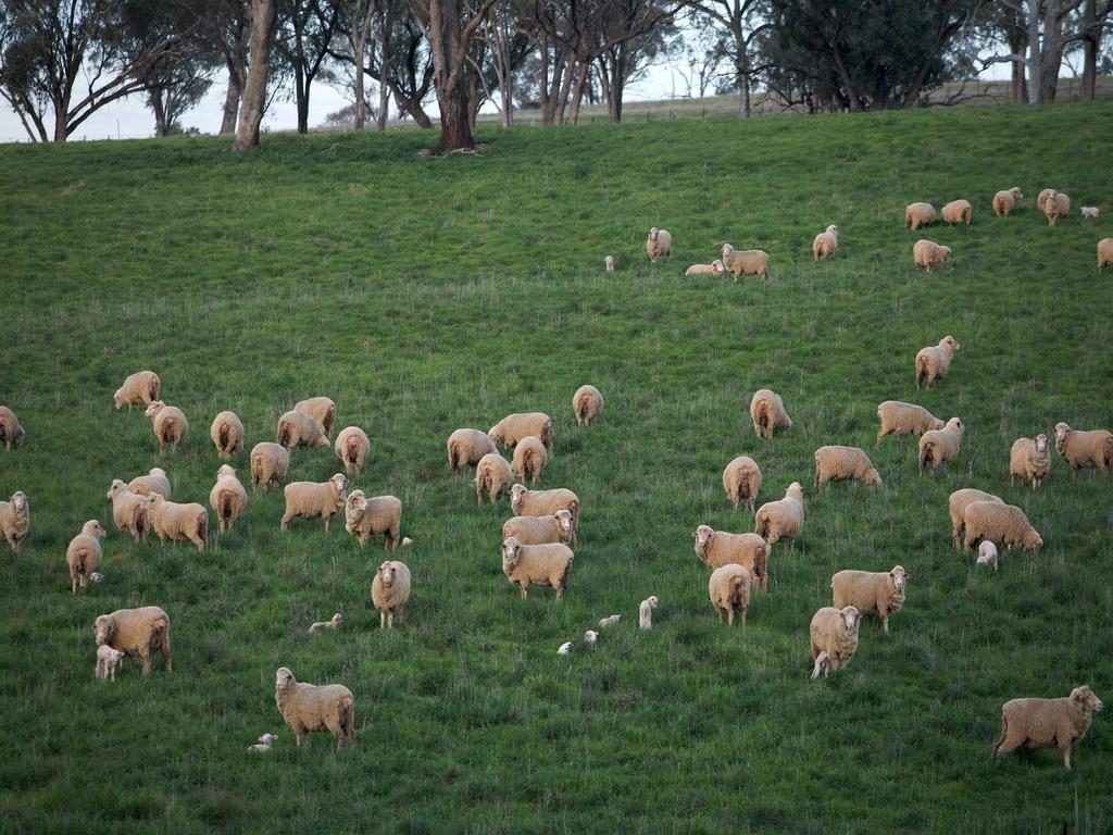 2. Sheep industry EY 42 Image source: