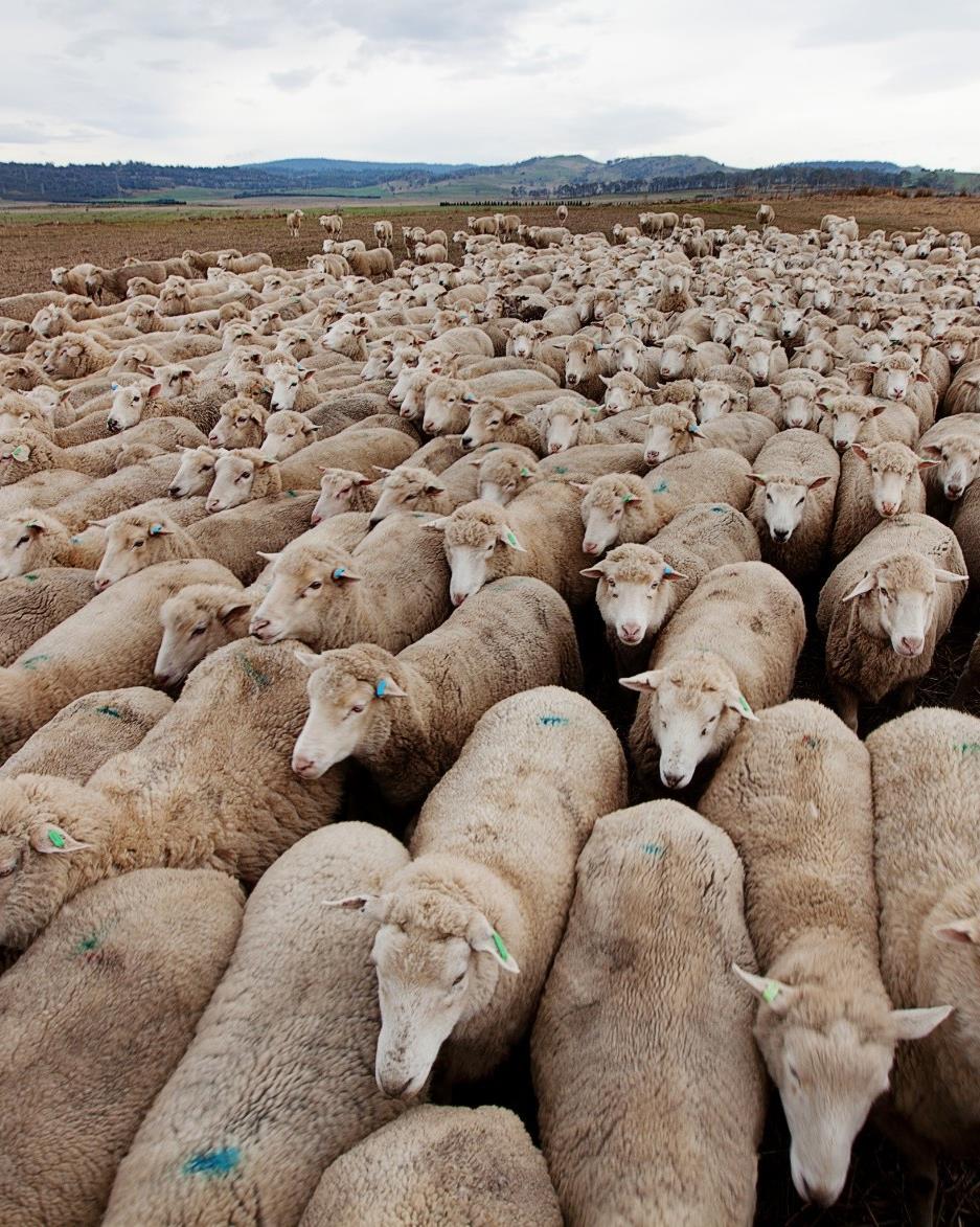 Sheep With 27m head, New South Wales had the greatest number of sheep in 2014-15.