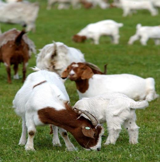 Volume (tonnes swt) Export volume (tonnes swt) Goat In 2016, Australia exported 26,792 tonnes (swt) of goatmeat.