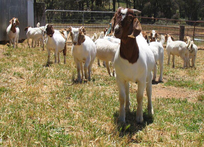 The largest and most valuable export market for Australian goatmeat is the United States.