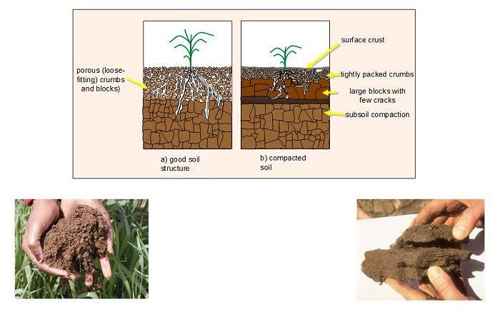 Biology of Soil Compaction 5 ways Soil Organic Matter Resists Soil Compaction Surface residue resists compaction; sponge to absorb weight and water.