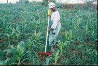 Precision Agriculture Use of herbicide for weed management Issues (I) In the context of smallholder farmers,