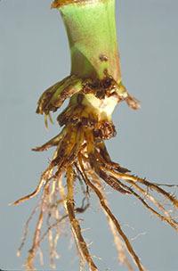 Pilot Project Western Corn Rootworm in North Central and Northeast Iowa Bt toxins traits (Cry3Bb1, mcry3a, ecry3.