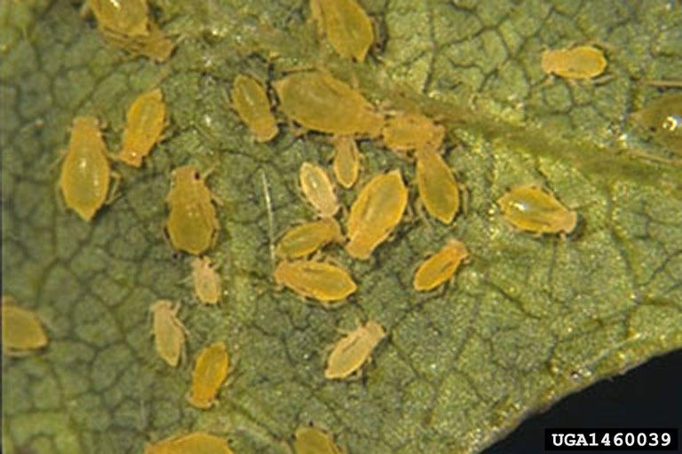 Soybean Aphid Resistance Soybean aphid detected in US in 2000 Pyrethroid failures reported in MN since
