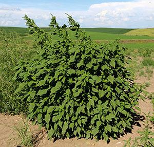 Pilot Project Palmer amaranth in Harrison County First documented infestation of Palmer in 2013 Now found in at least 50 of 99 Iowa counties Will also include waterhemp, marestail, and giant ragweed