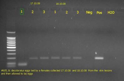 General Capripoxvirus gel-based and real-time PCR methods Widely used basic methods Several conventional and real-time PCR methods have been validated Real-time PCR is faster, more sensitive and less