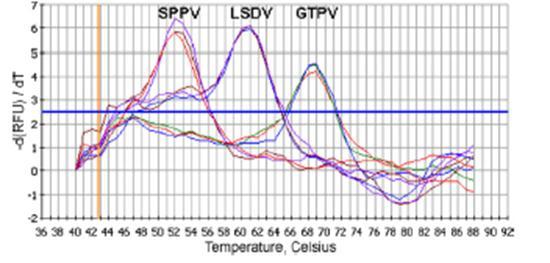 assay detects different melting point temperatures of LSDV, SPPV and GTPV Requires a
