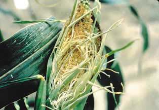 Mycotoxins in Ontario Weather and microclimates are the #1 factor in disease development Corn Gibberella can infect through silks or establish after pollination in wounds created by insects or birds