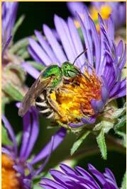Credit: Minnesota Department of Agriculture Pollinator Importance &