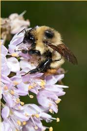 of honey bee pollination Nuts, fruits, berries, vegetables dependent