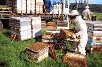 The right timing may be reduced by extended bloom or unfavorable weather conditions. Evening or nighttime applications are generally the least harmful to honey bees. 4.