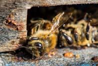 7.Be familiar with the common symptoms of honey bee exposure to pesticides and what other stressors