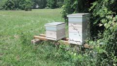 Check for specific local ordinances pertaining to pollinators, especially beehive locations or designated