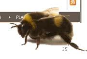Compensation for bees killed by pesticide Labeling and advertising nursery stock 32 33 2015 Reimbursement Change MDA Pollinator Information MN Statute 18B.