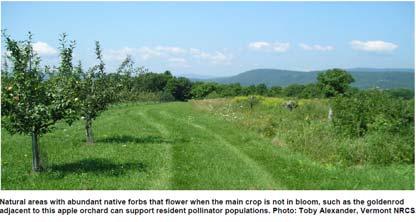 Allow crops to bolt- If possible, allow leafy crops like lettuce to flower if they don t need to be tilled right away.