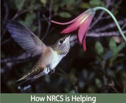 NRCS programs to create or enhance pollinator habitat while