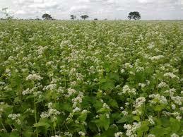 This practice helps in reducing soil erosion and increases soil fertility and