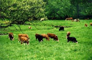 PRESCRIBED GRAZING (528) -Prescribed grazing is the application of livestock at a specified time and intensity to accomplish specific vegetation management goals.