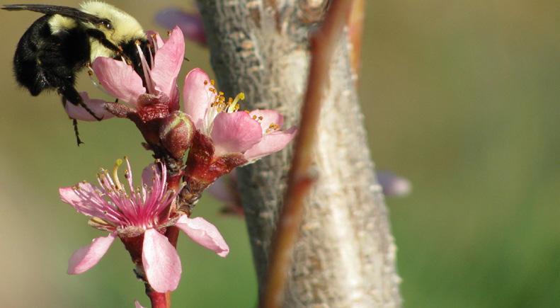 Agroforestry Over 100 agricultural crop species in North America need a pollinator to be most productive. Agroforestry practices can be designed to support these pollinators.