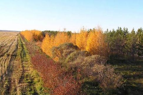 Windbreaks and other linear plantings can serve as buffers to drifting pesticides.