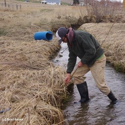 STREAM RESTORATION: WILLOW/SHRUB PLANTING Augmenting existing streamside vegetation (riparian) can speed the restoration process and potentially reduce erosion: Pros: Leaves existing riparian