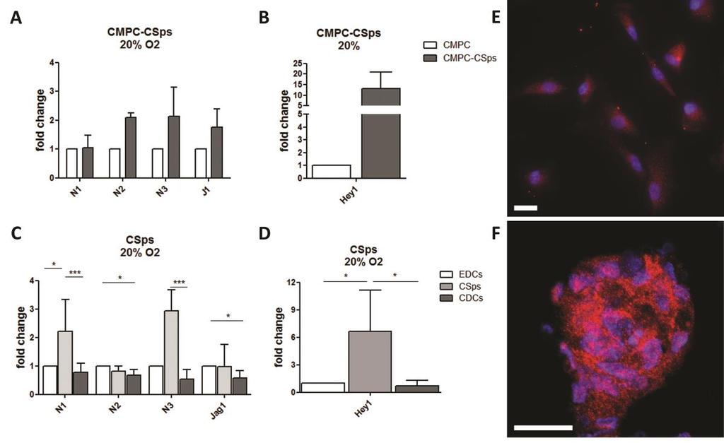 Results Notch signaling is enhanced in CPC spheroids The effect of 3D culture on Notch signaling in fetal (CPC-CSps) and adult (CSps) CPCs was evaluated by analyzing the gene expression of Notch