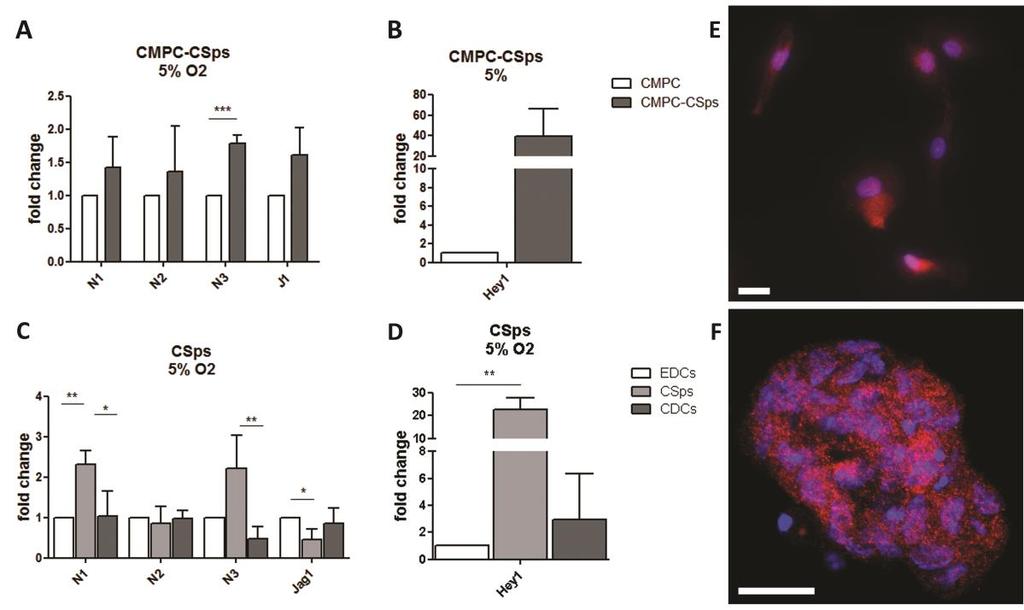 Figure 2: Notch signaling enhancement by 3D spheroid culture is increased by combination with physiological oxygen conditions in human CPCs.