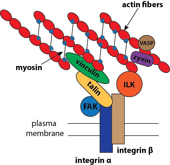 Figure 4: Schematic representation of integrin-mediated focal adhesions (FAs) binding the actin cytoskeleton.