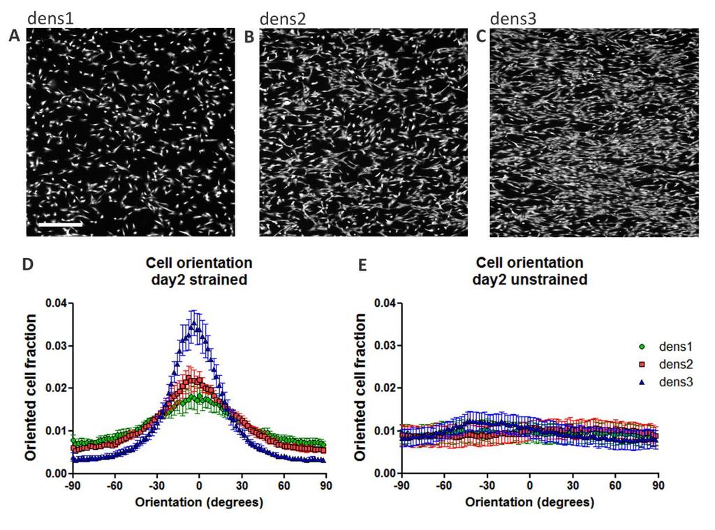 Figure 1: Increased cell density strengthens CPC strain avoidance response. CPCs seeded at increasing cell densities (dens1, dens2, dens3) and subjected to uniaxial cyclic strain (10%, 0.
