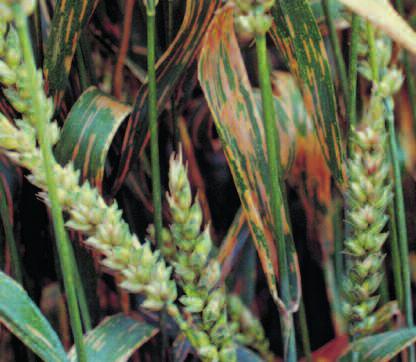 Winter Wheat Protect the Quality Target: Ear + flag leaf To ensure long-lasting suppression of the whole ear blight complex e.g. Microdochium nivale and all true Fusarium species, as well as sooty moulds.