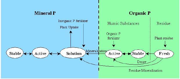 Nutrients: Phosphorus Routing Phase of the Hydrologic cycle reference Neitch, 2001 reference Neitch, 2001 Summary of Input data for SWAT Minimum Precipitation Temperature Solar radiation Discharge