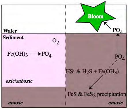 Role of Sediments in P-Cycling Oxic hypolimnion Oxic surface sediments Anoxic hypolimnion Reducing sediments Role of N-Fixation in Epilimnion Biomass (biovolume µm 3 10-6 ) 3500 3000 2500 2000 1500