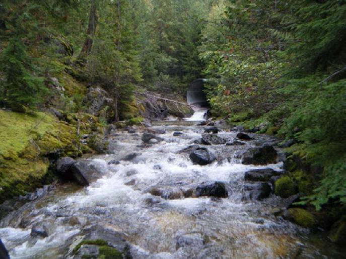 Springer Creek Aquatic & Terrestrial Habitat To assess the habitat within the Creek and the surrounding area, several studies were performed to develop an understanding of how the project may