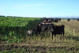 5 cows/ha 150 kg N fertiliser/ha/year 100 kg grain/cow Diverse pastures Wintering system Kale sown