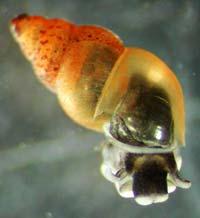 New Zealand mud snails were significantly reduced, a beneficial effect.