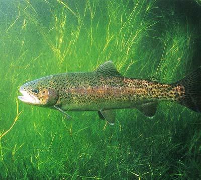 Biological Resources 2013 HFE appears to have had little effect on food base or trout and native fishery. Trout populations in Lees Ferry and downstream may have decreased, but not significantly so.