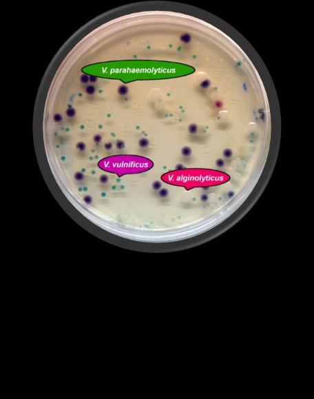 causative agent of EMS/AHPND was reported to be Vibrio parahaemolyticus Late